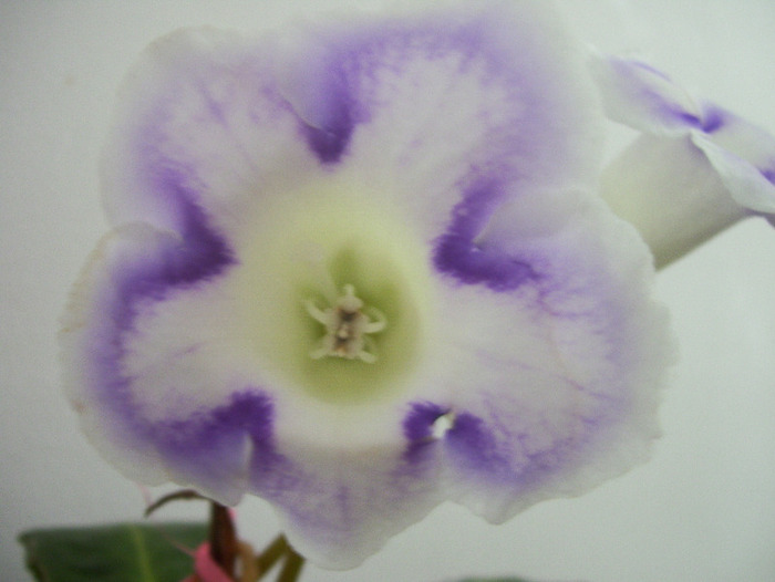 poze new folder 124 - gloxinia 2011