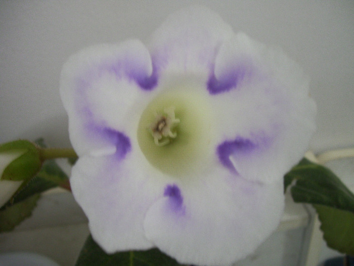 poze new folder 123 - gloxinia 2011