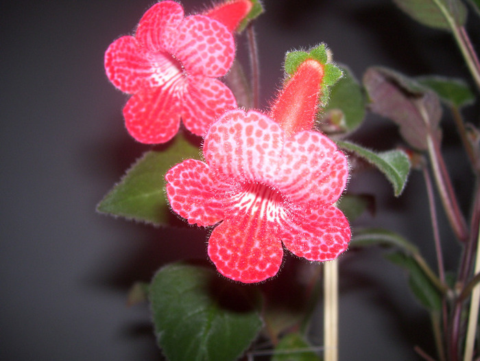 No name - kohleria 2011