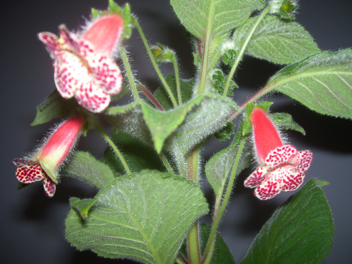 Bibbi - kohleria 2011