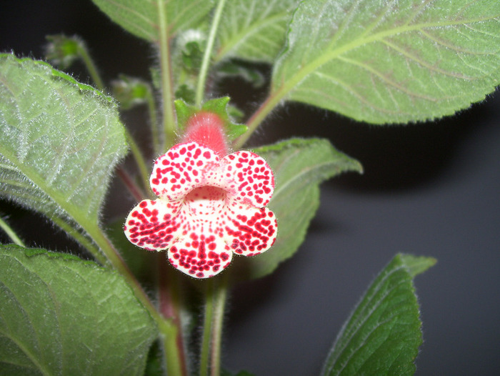Bibbi - kohleria 2011