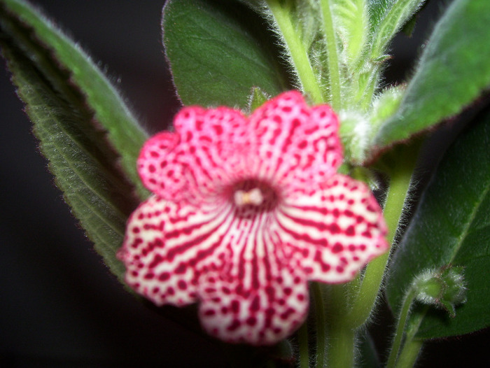 Sunna - kohleria 2011
