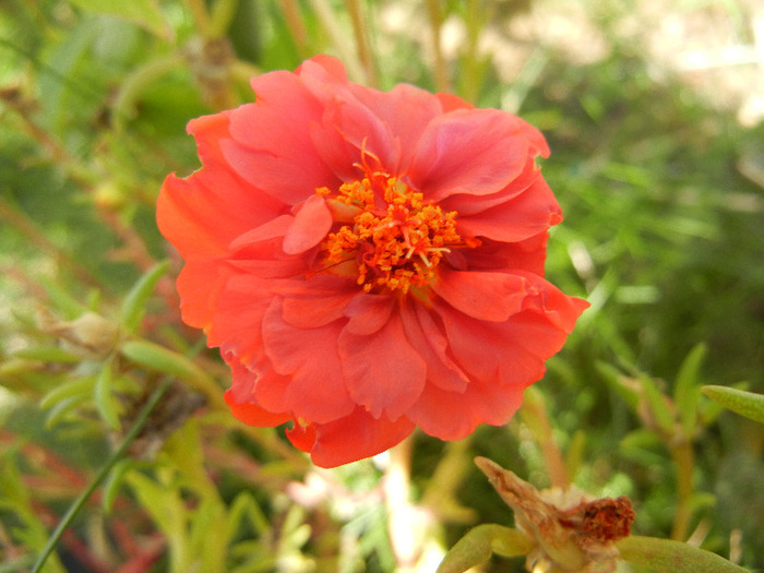 Portulaca grandiflora (2011, Aug.22)
