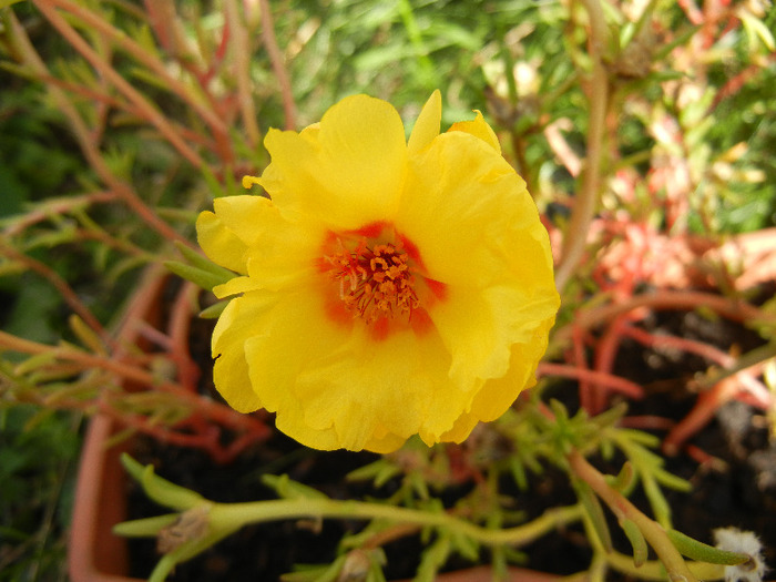 Portulaca grandiflora (2011, Aug.22)