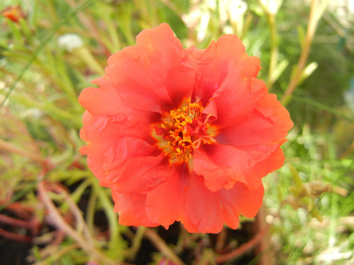 Portulaca grandiflora (2011, Aug.22)