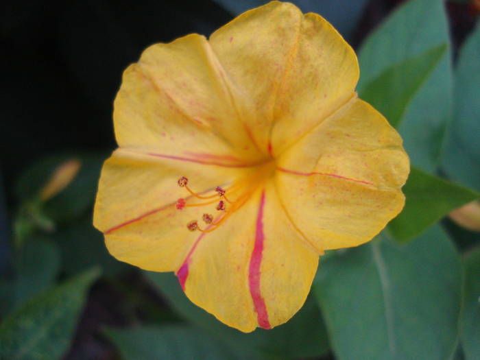 Mirabilis jalapa (2009, August 09) - MIRABILIS Jalapa