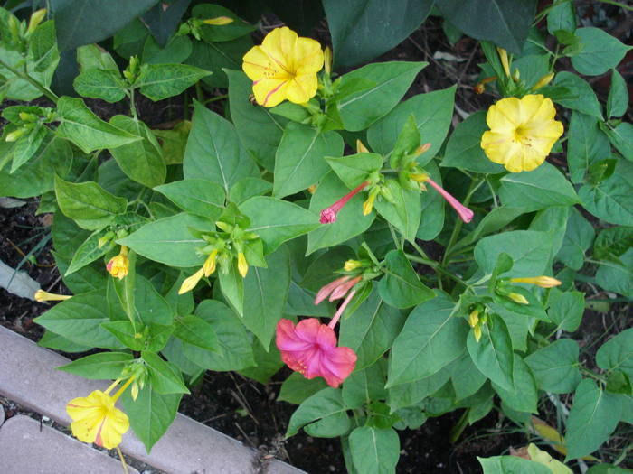 Four o`Clocks (2009, August 09) - MIRABILIS Jalapa