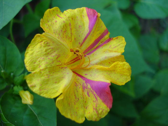 Four o`Clocks (2009, August 11) - MIRABILIS Jalapa