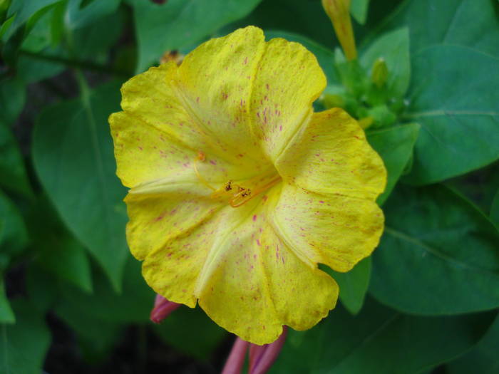 Four o`Clocks (2009, August 11) - MIRABILIS Jalapa