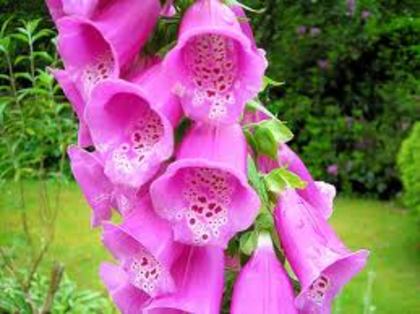 images (20) - poze roz