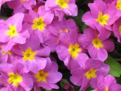 images (26) - poze roz
