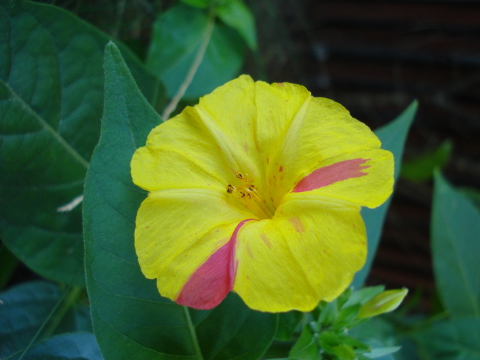 Mirabilis jalapa (2010, August 24) - MIRABILIS Jalapa