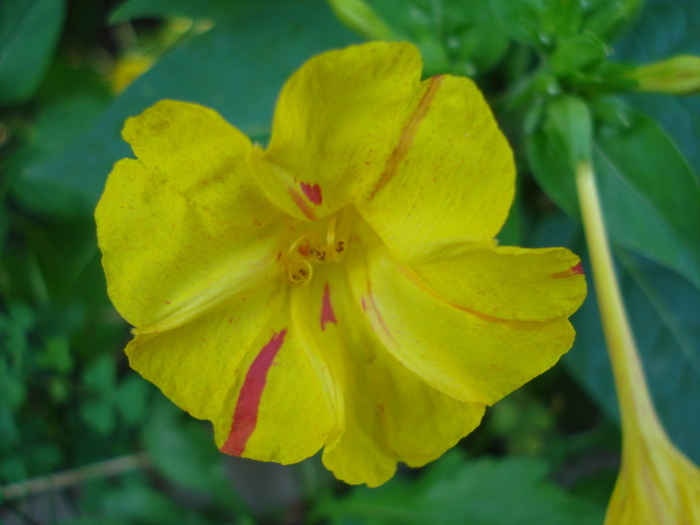 Mirabilis jalapa (2010, August 28)