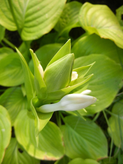 Hosta_Plantain Lily (2011, August 22) - LILY Plantain Lily Hosta