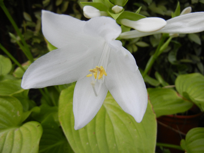 Hosta_Plantain Lily (2011, August 24) - LILY Plantain Lily Hosta