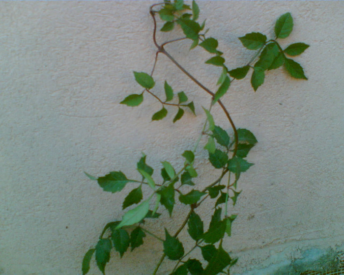 Imag017 - gradina 2011