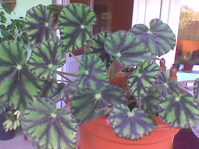 Begonia Tigru - Florile mele de interior  2011