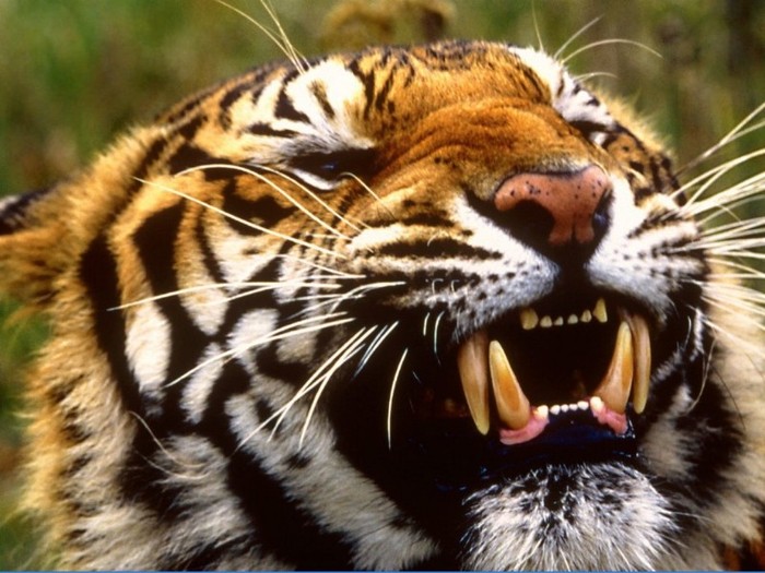 Bengal Tiger, Bangladesh, Nepal, India - xxINDIAxx