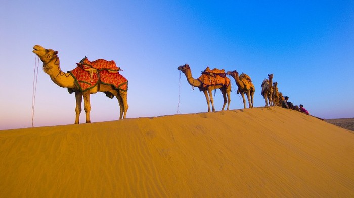 Camels, Thar Desert, India - xxINDIAxx