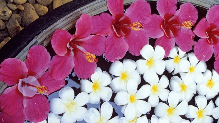 Frangipani and Hibiscus Flowers, India - xxINDIAxx