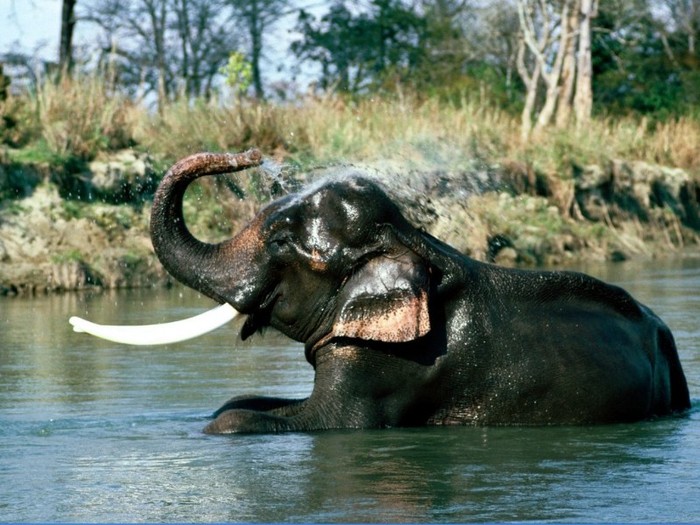 Refresher, Indian Elephant