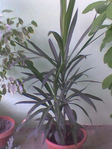 dracena