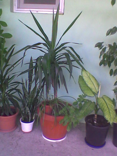 yuca - Florile mele de interior  2011