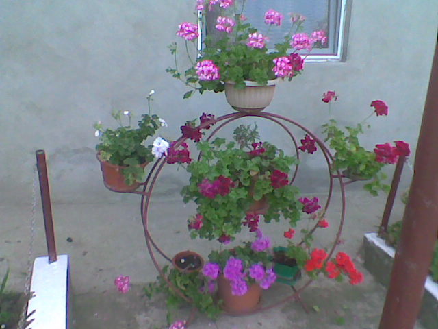 supotul de flori preferat - Florile mele de interior  2011
