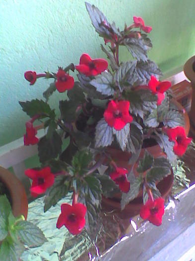 Imag001 - ACHIMENES 2011