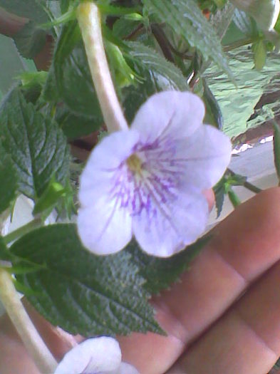 Imag002 - ACHIMENES 2011