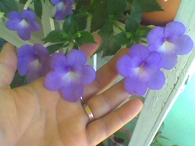 Imag004 - ACHIMENES 2011