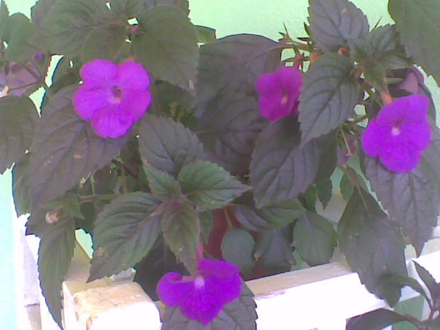 Imag025 - ACHIMENES 2011