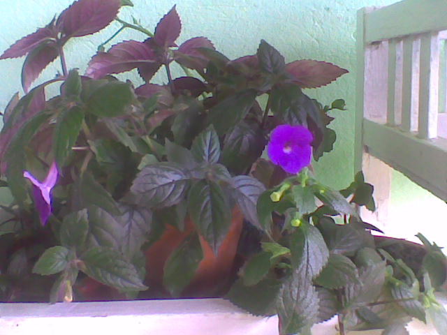 Imag034 - ACHIMENES 2011