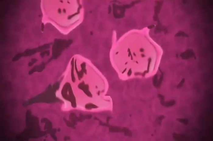 Anahi___Dividida_215 - Dividida