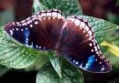 LTJIVFBBJAWVVFEDDYU - Fluturi Frumosi