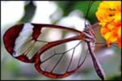 DZXJJXQHATCXYBWDEKR - Fluturi Frumosi