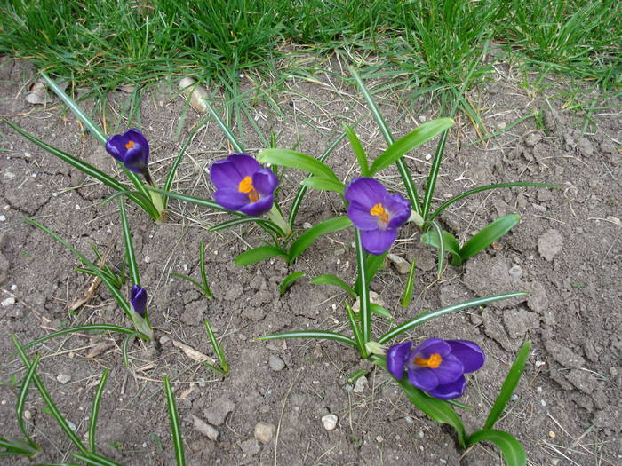 crocus Flower Record 31mar2009 - CROCUS Vernus