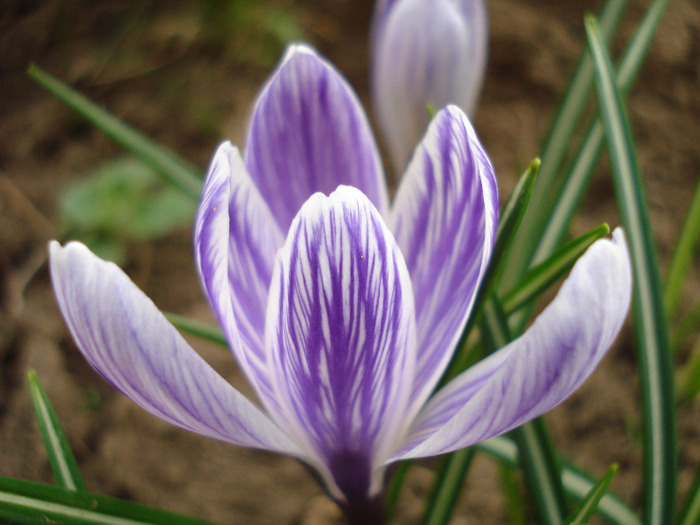 crocus King of the Striped 04apr11 - CROCUS Vernus