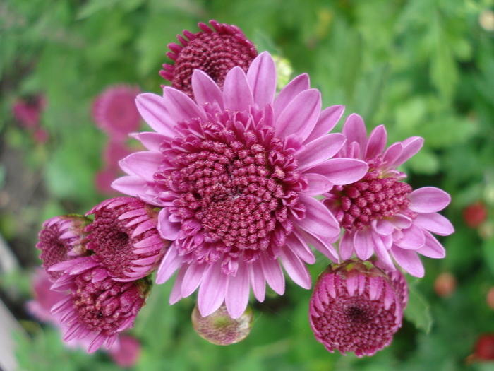 Pink chrysanthemum, 25oct2009 - CHRYSANTHEMUM by Color