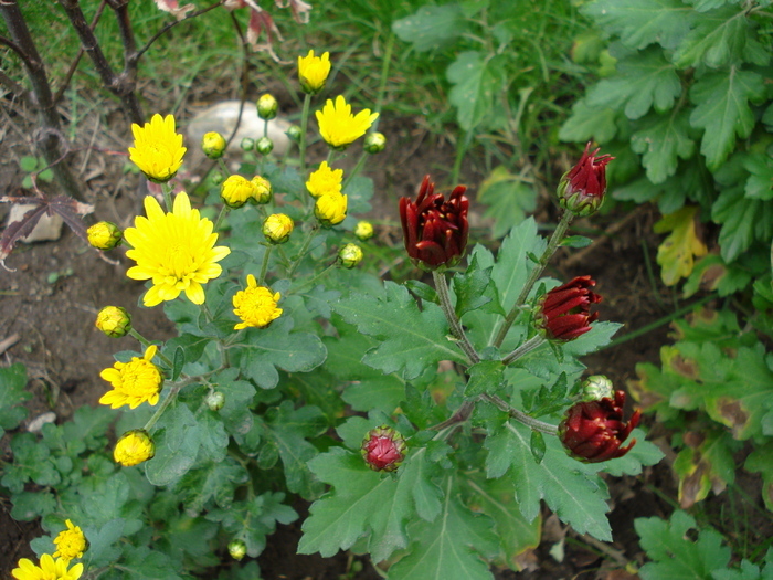 Chrysanthemum, 25oct2009 - CHRYSANTHEMUM by Color