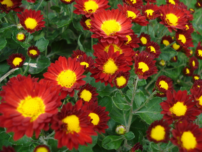 Red chrysanthemum, 25oct2009 - CHRYSANTHEMUM by Color