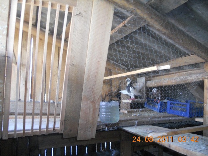 compartiment voiajori germani de frumusete - Crescatoria mea