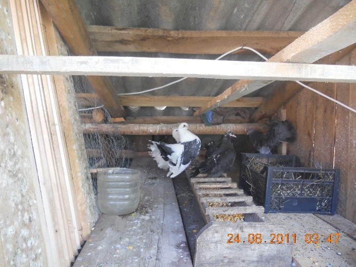 compartiment rotati si rolleri - Crescatoria mea