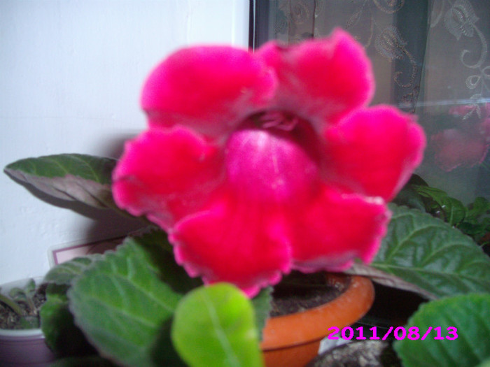 IMG_8750 - flori 2011