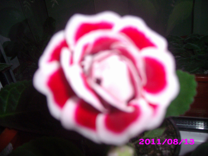 IMG_8751 - flori 2011