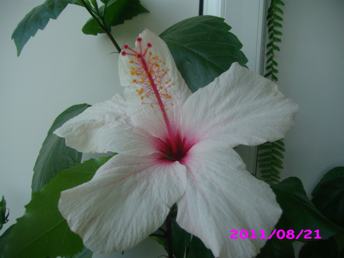 IMG_8757 - flori 2011