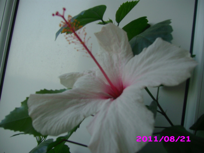 IMG_8758 - flori 2011