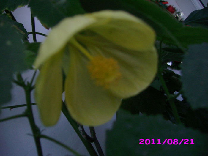 IMG_8762 - flori 2011