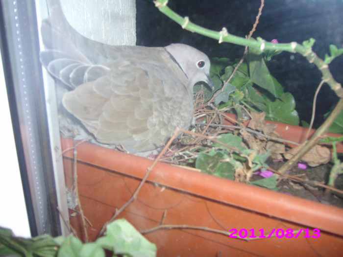 IMG_8748 - flori 2011