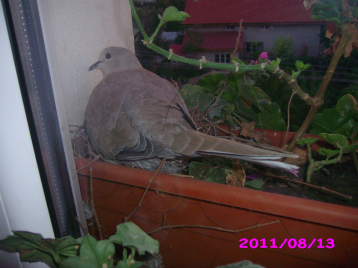 IMG_8754 - flori 2011